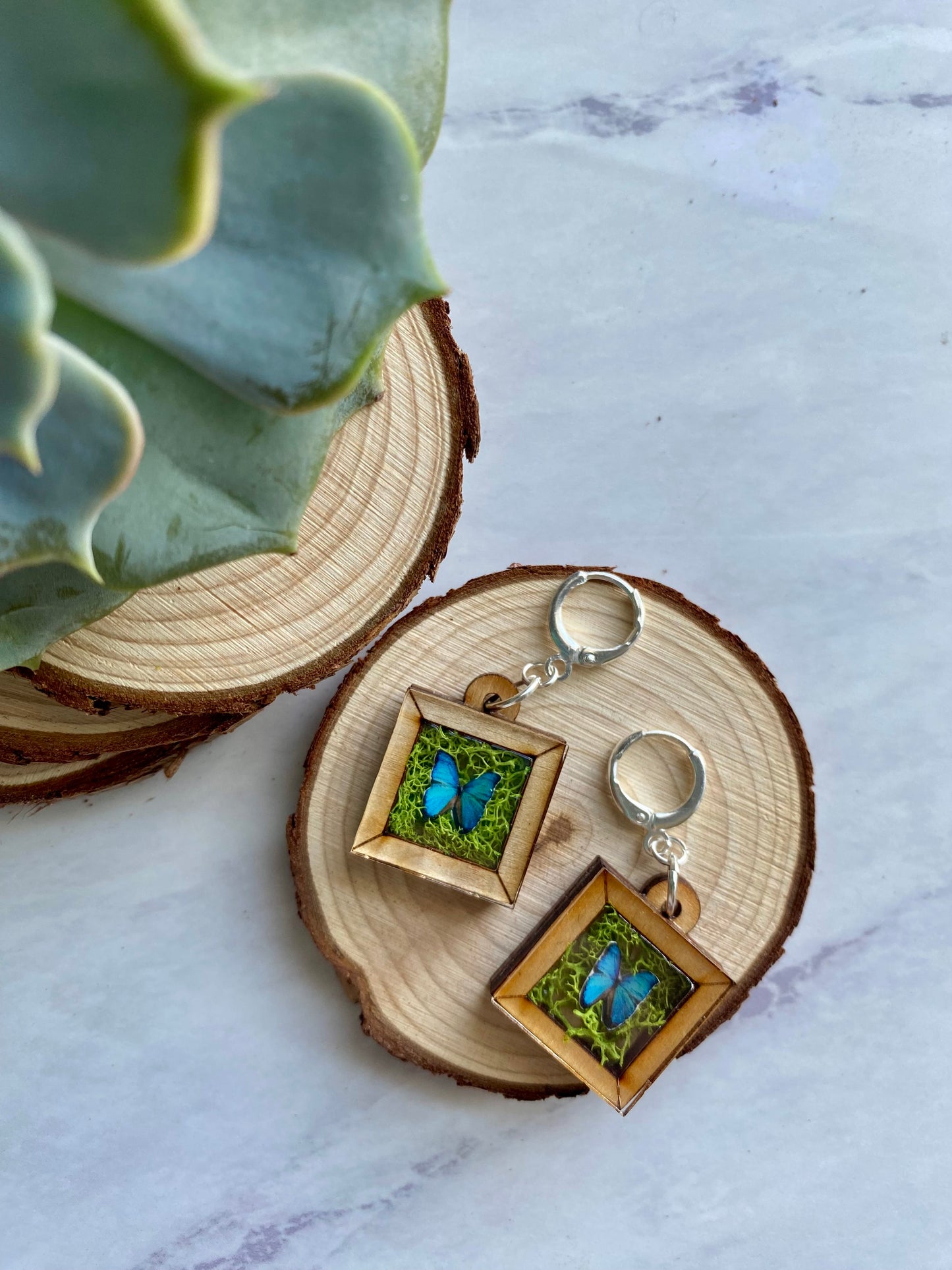 Blue Butterfly Wooden Frame Earrings - Taxidermy Inspired